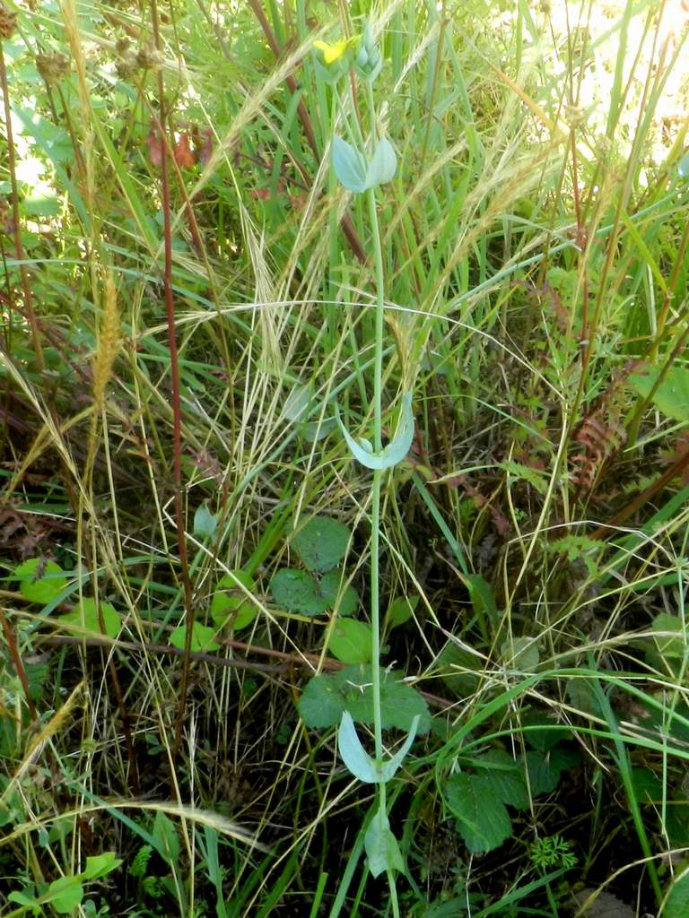 Blackstonia perfoliata.
